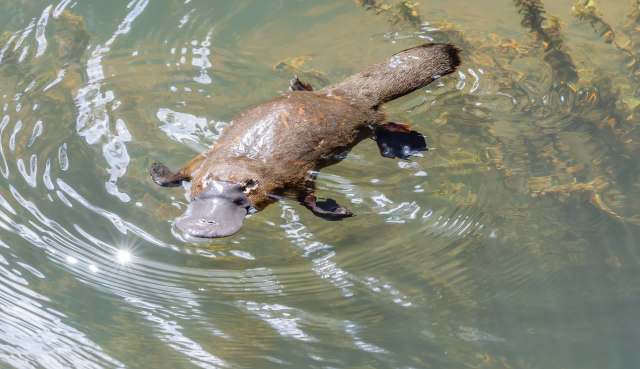 A platypus swims in clear water, creating ripples around its body while basking in sunlight.