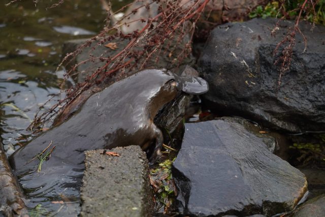 A platypus emerging from the water onto a rocky bank near some vegetation.