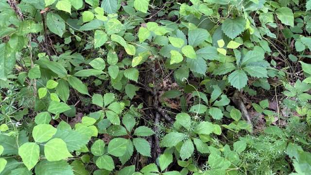 A dense patch of various green leaves and plants on the forest floor.