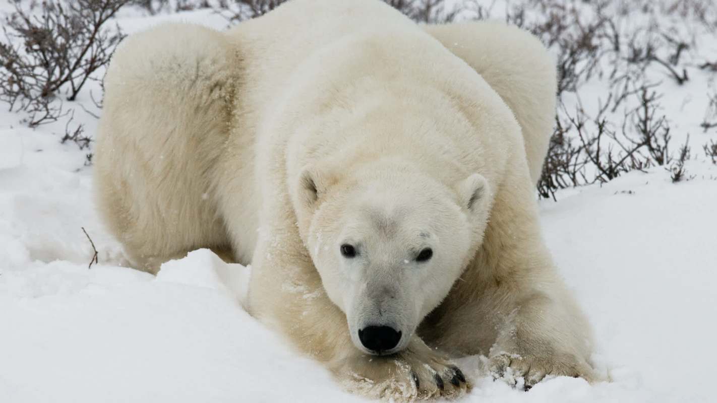 A close-up of a resting polar bear in a snowy landscape, surrounded by sparse vegetation.