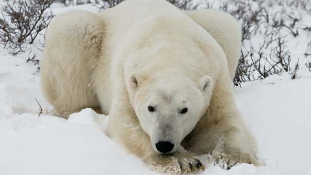 A close-up of a resting polar bear in a snowy landscape, surrounded by sparse vegetation.