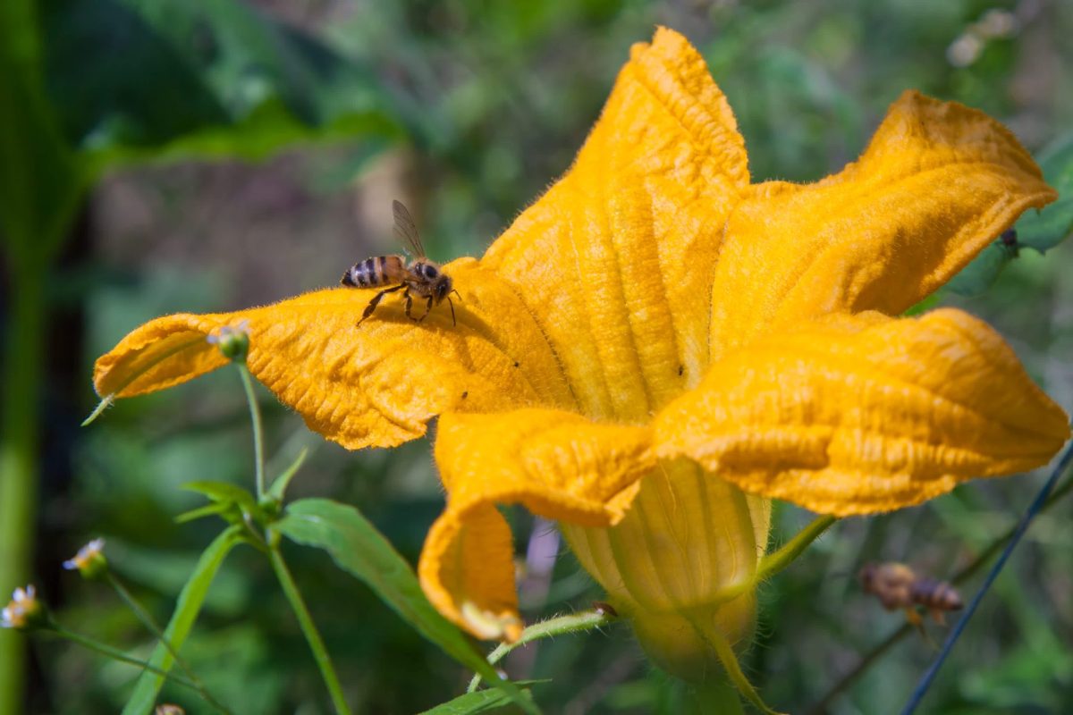 A bee feeding on a vibrant yellow pumpkin flower surrounded by green foliage.