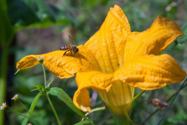 A bee feeding on a vibrant yellow pumpkin flower surrounded by green foliage.