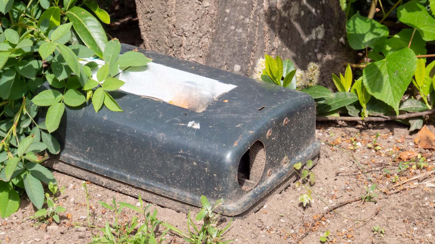 A weathered mouse trap hidden among green foliage on the ground.