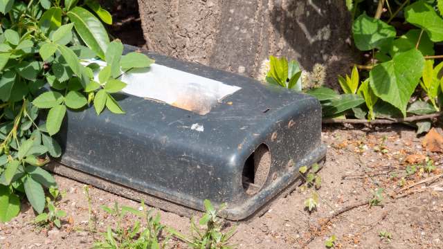A weathered mouse trap hidden among green foliage on the ground.