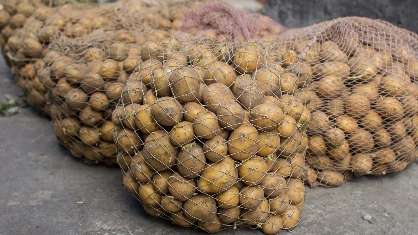 Sacks of potatoes.