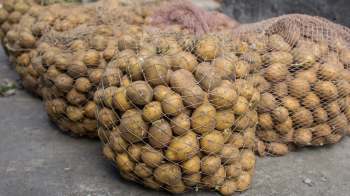 Sacks of potatoes.
