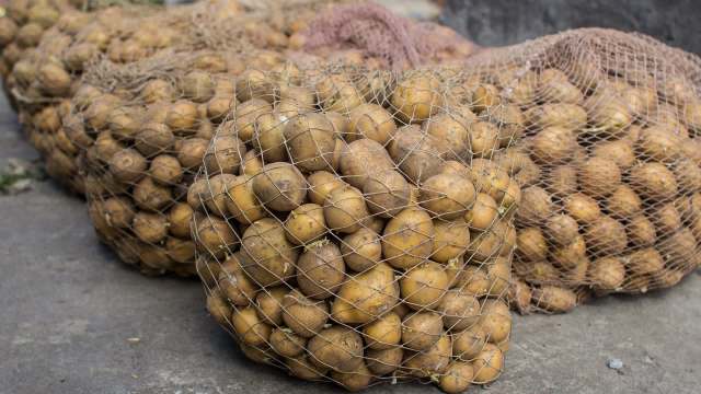 Sacks of potatoes.