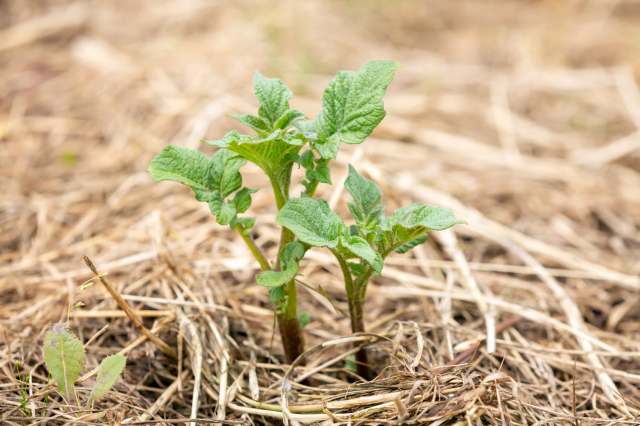 A pair of young potato plants with green leaves growing amidst dried straw on the ground.