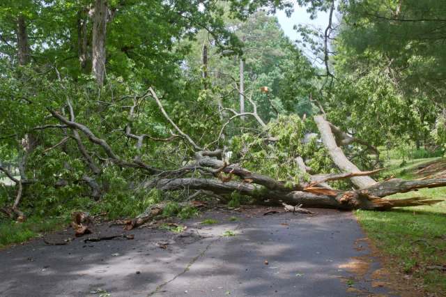 A tree in the middle of a road.