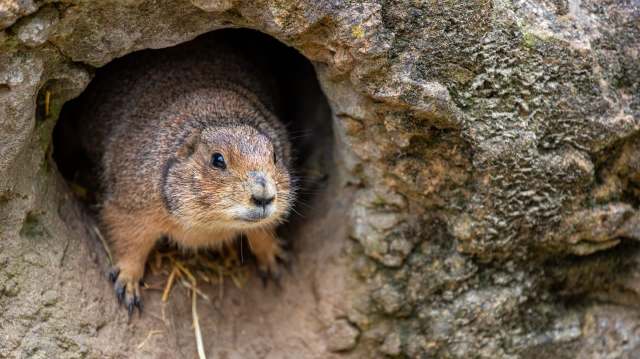 A prairie dog peeking out from a burrow.