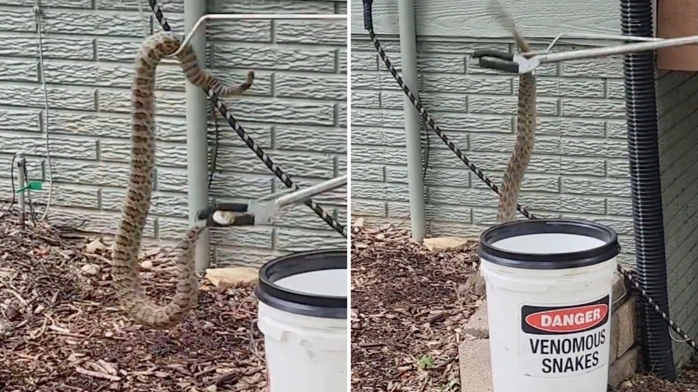 A large snake is coiled around a fence while trying to avoid being put in a bucket labeled "Danger: Venomous Snakes."