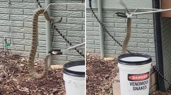 A large snake is coiled around a fence while trying to avoid being put in a bucket labeled "Danger: Venomous Snakes."