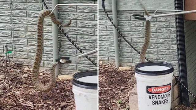 A large snake is coiled around a fence while trying to avoid being put in a bucket labeled "Danger: Venomous Snakes."