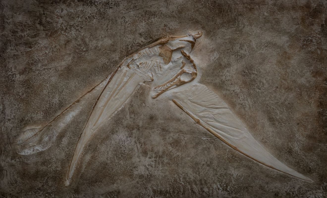 A pterosaur fossil.