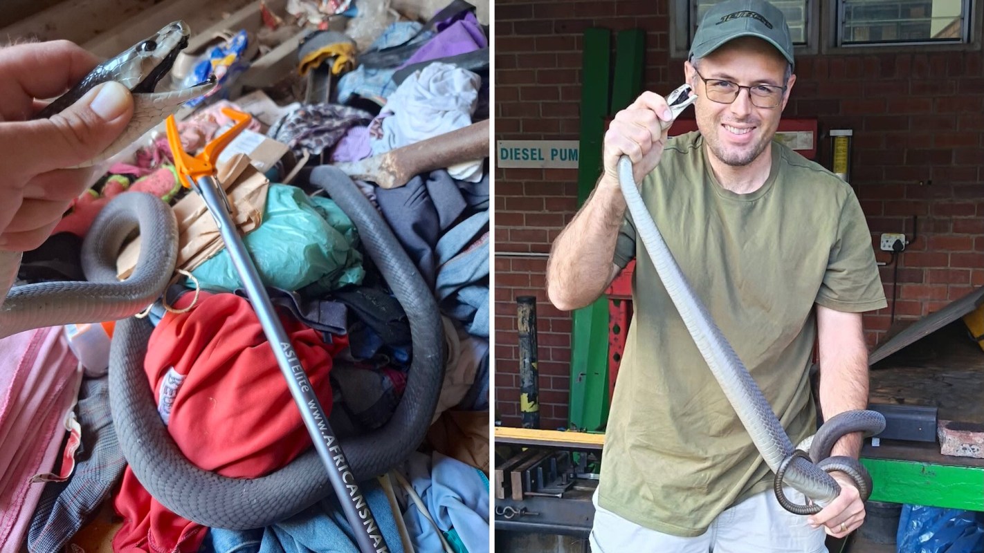 A person holds a snake while standing in a setting with tools and equipment.