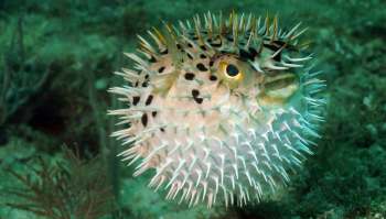 A spiky pufferfish near a coral reef.