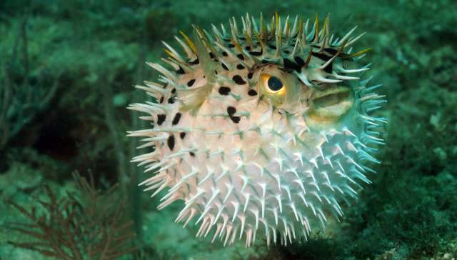 A spiky pufferfish near a coral reef.