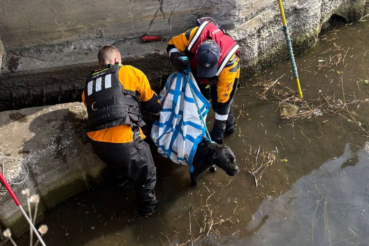 Two rescuers in life jackets lift a wet dog from shallow water using a blanket.