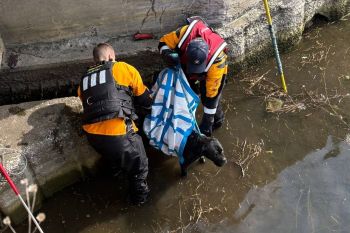 Two rescuers in life jackets lift a wet dog from shallow water using a blanket.