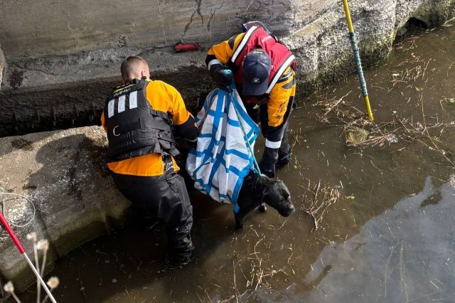 Two rescuers in life jackets lift a wet dog from shallow water using a blanket.