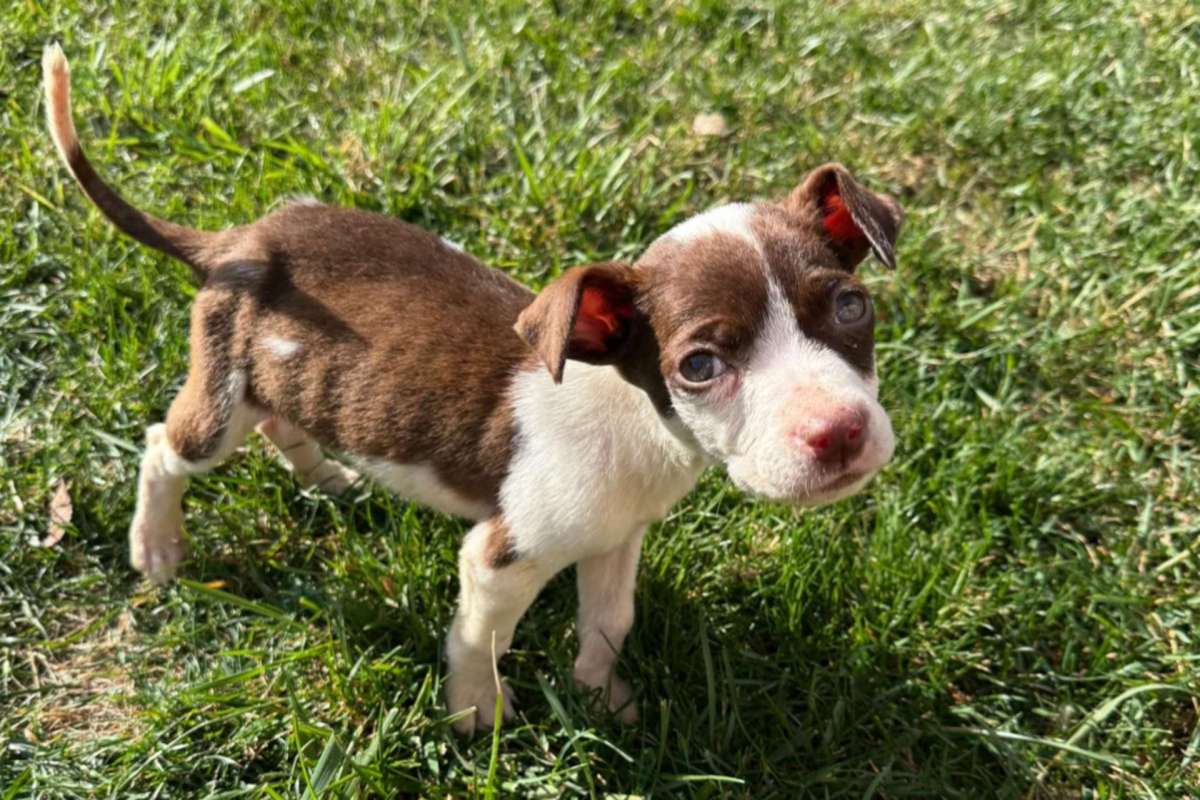 A small brown and white puppy curiously standing on green grass.