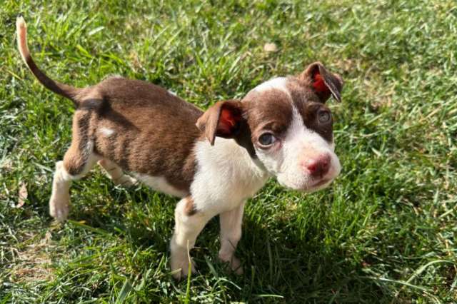 A small brown and white puppy curiously standing on green grass.
