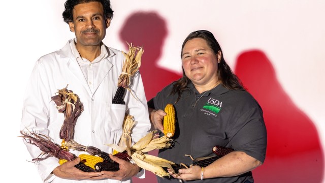Two people hold various types of corn, with one wearing a white lab coat and the other a USDA shirt.