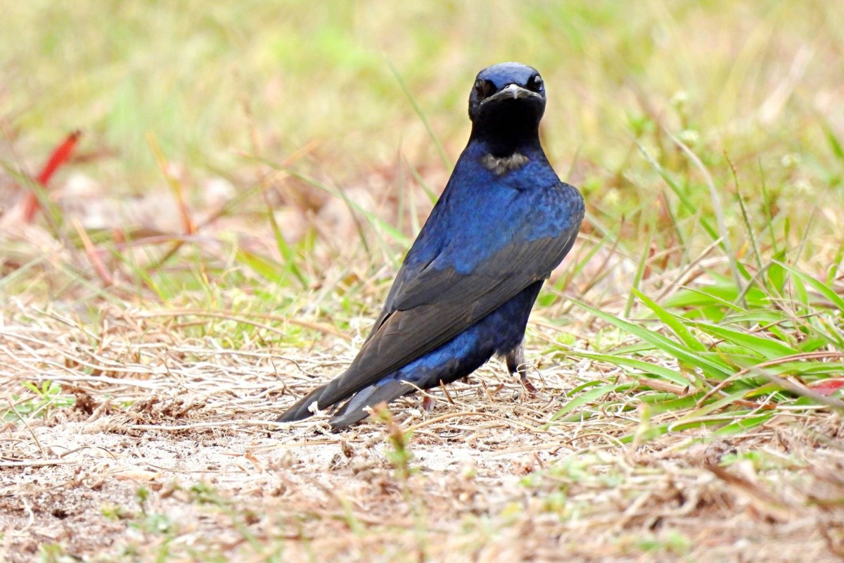 A purple martin.