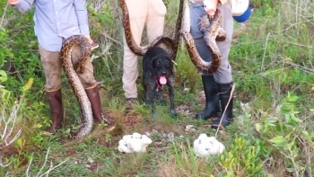 Three people hold pythons while a black dog stands by.