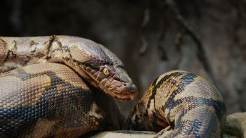A python.