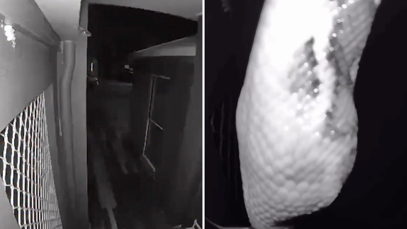 A snake caught on a Ring camera at night.