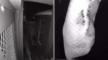 A snake caught on a Ring camera at night.