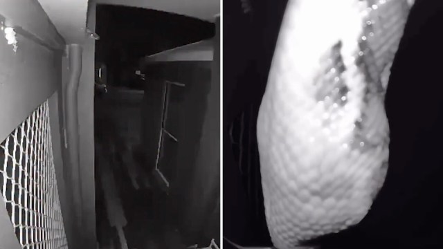 A snake caught on a Ring camera at night.