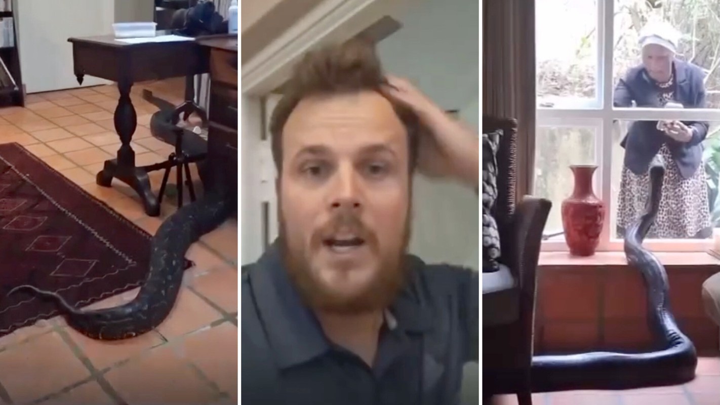 A man appears shocked as a large snake slithers through a living room, while an elderly woman watches from outside.