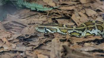 A close-up of a brown and yellow python resting on a bed of dry leaves in a natural setting.
