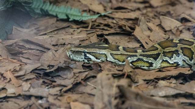 A close-up of a brown and yellow python resting on a bed of dry leaves in a natural setting.