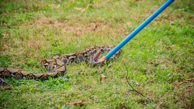 A person trying to catch a snake.
