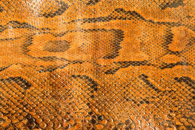 A close-up view of a textured snake skin with orange and black patterns.