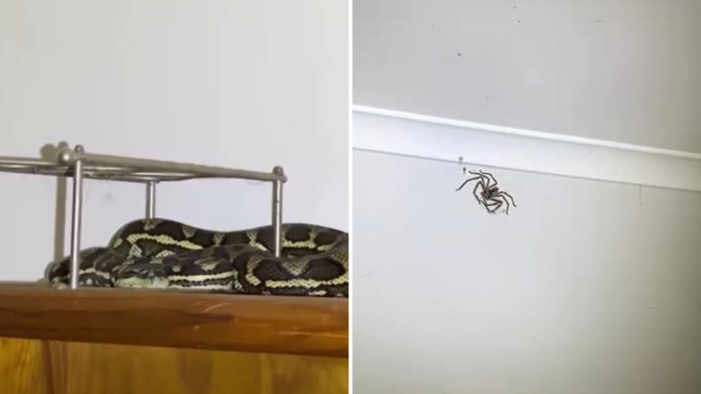 A snake rests on a wooden shelf while a spider crawls on the wall nearby.