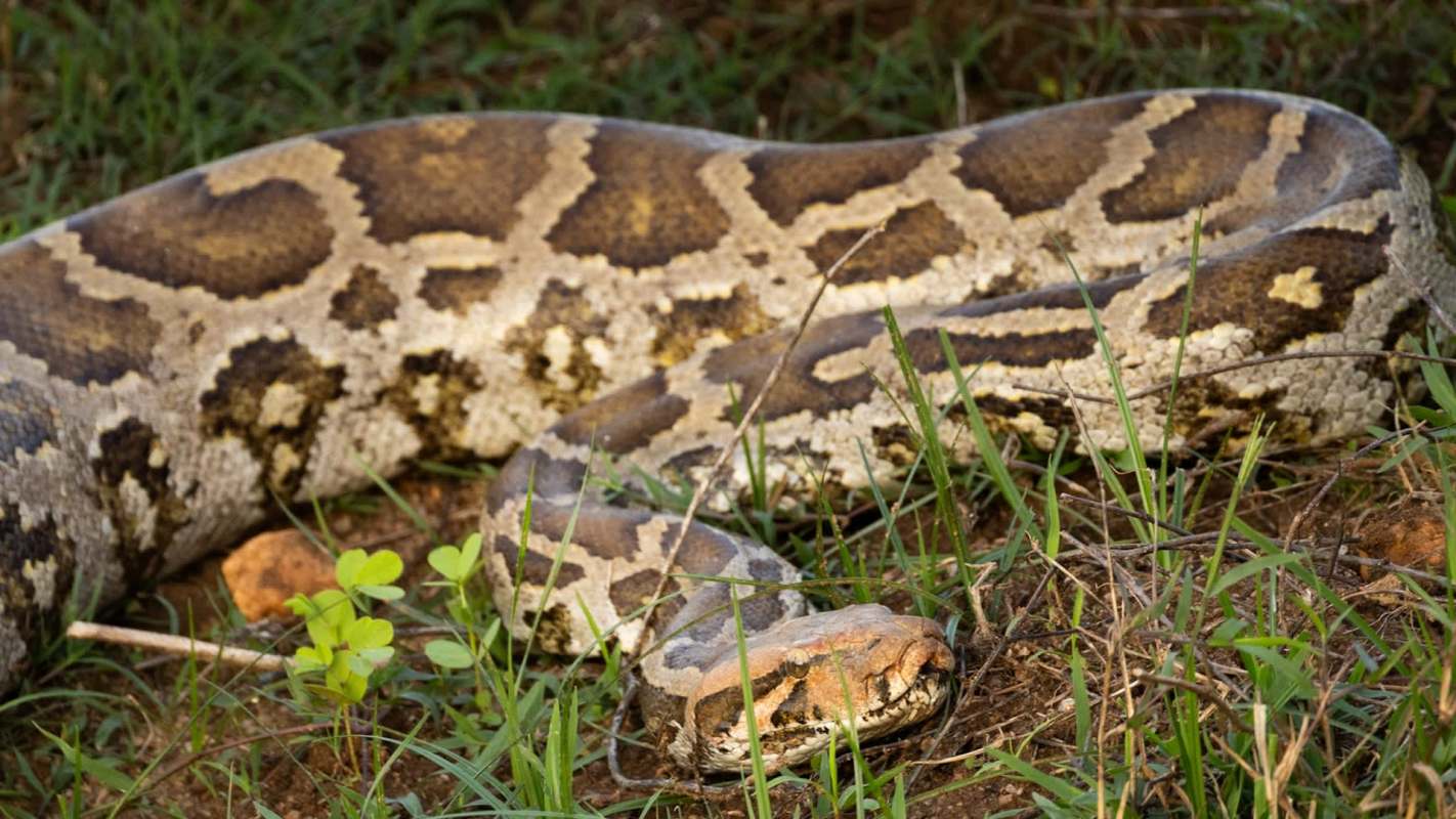 A large python resting on grass.