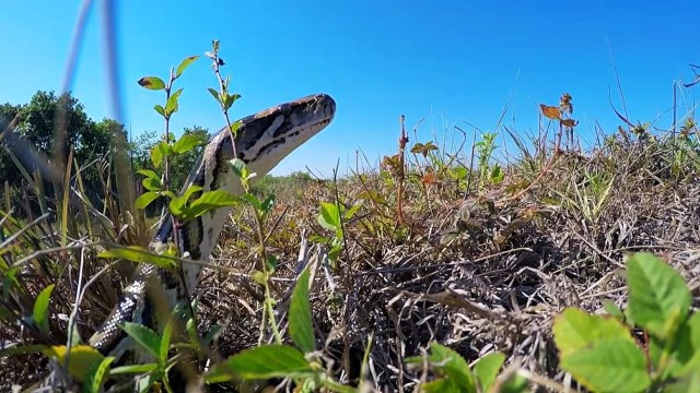 A snake in grass.