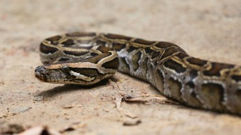 A Burmese python.