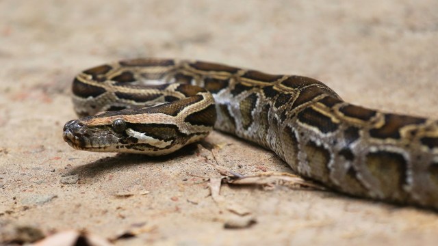 A Burmese python.