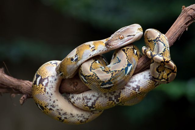 A python coiled around a tree branch.