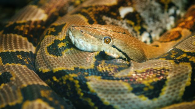 A python.