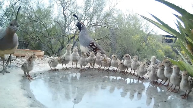 Two adults and 19 quail chicks drinking water.