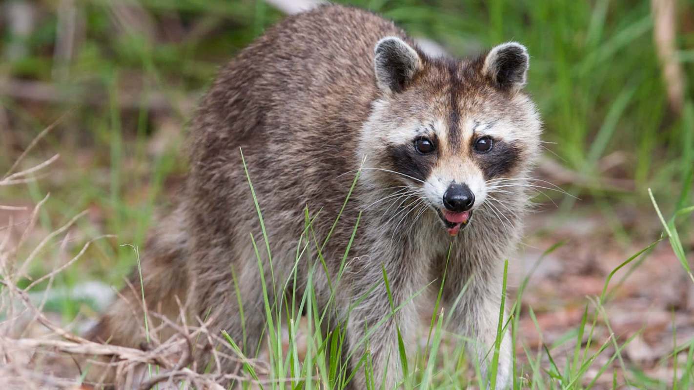 A raccoon stands in tall grass, gazing towards the camera with its tongue out.