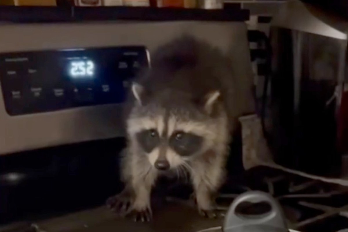 A raccoon stands on a kitchen countertop near a stove and various kitchen items.