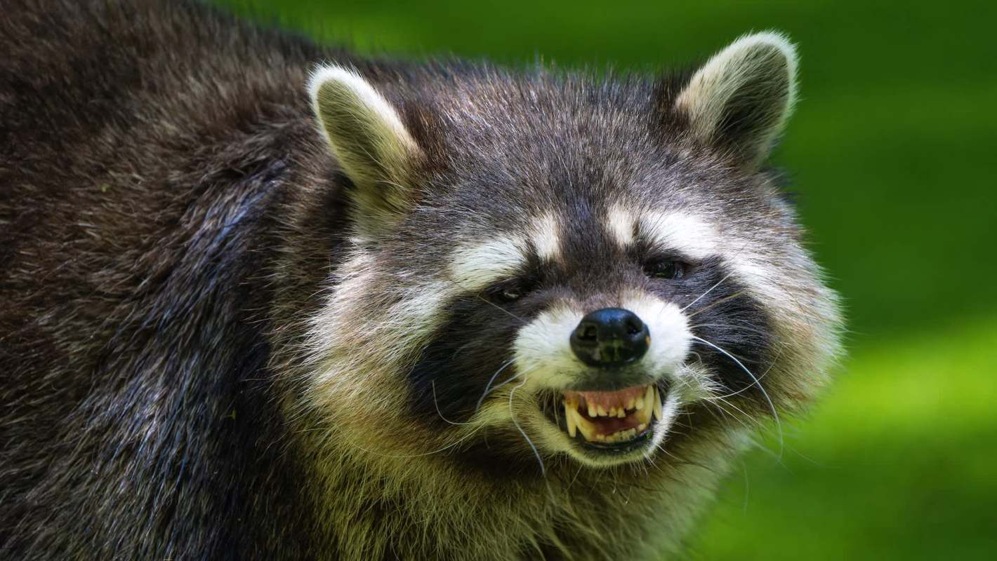 A raccoon baring its teeth.